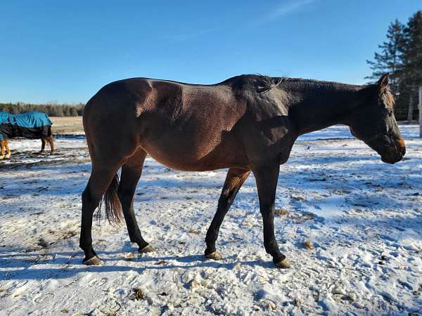eventing-jumping-appendix-horse