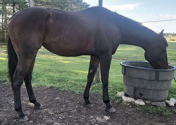 hanovarian-thoroughbred-horse