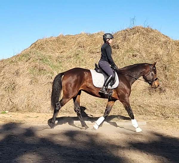 hanoverian-unborn-foal