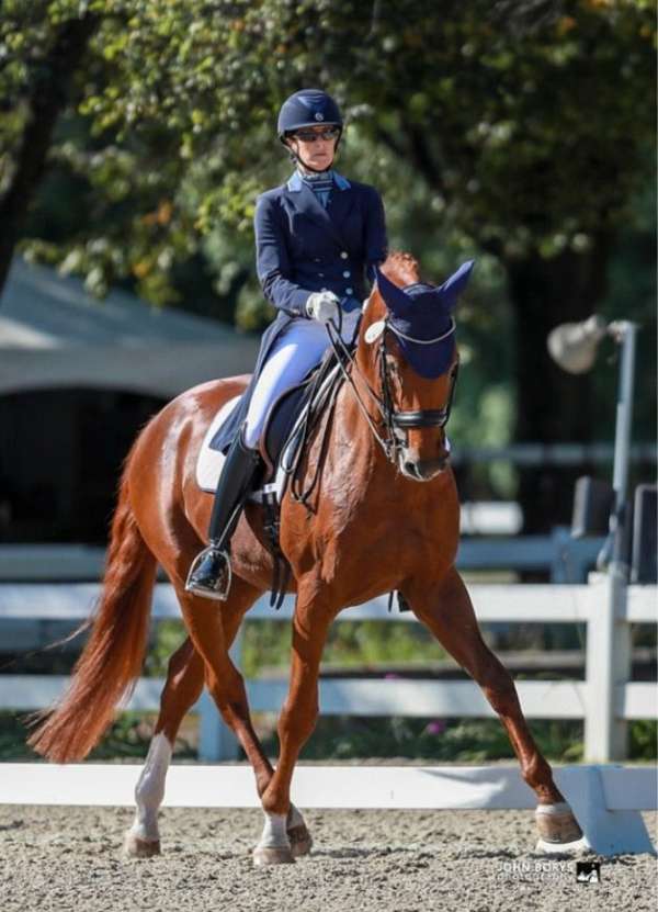 hanoverian-horse-for-sale