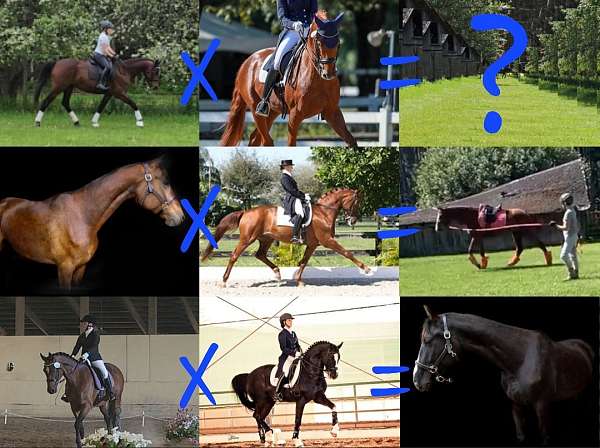 hanoverian-horse