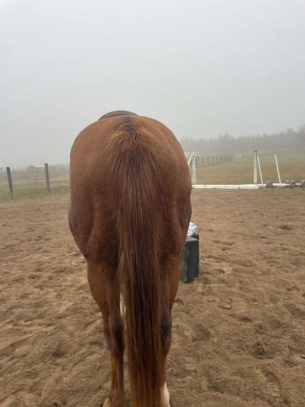 thoroughbred-horse
