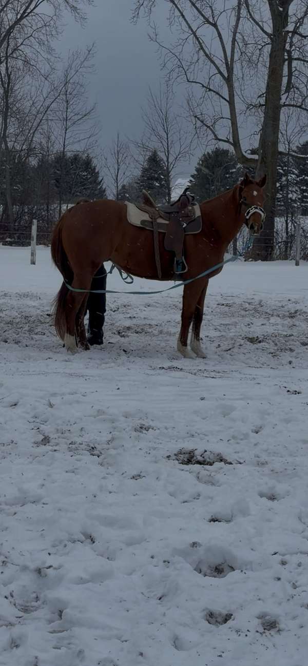 thoroughbred-horse-for-sale