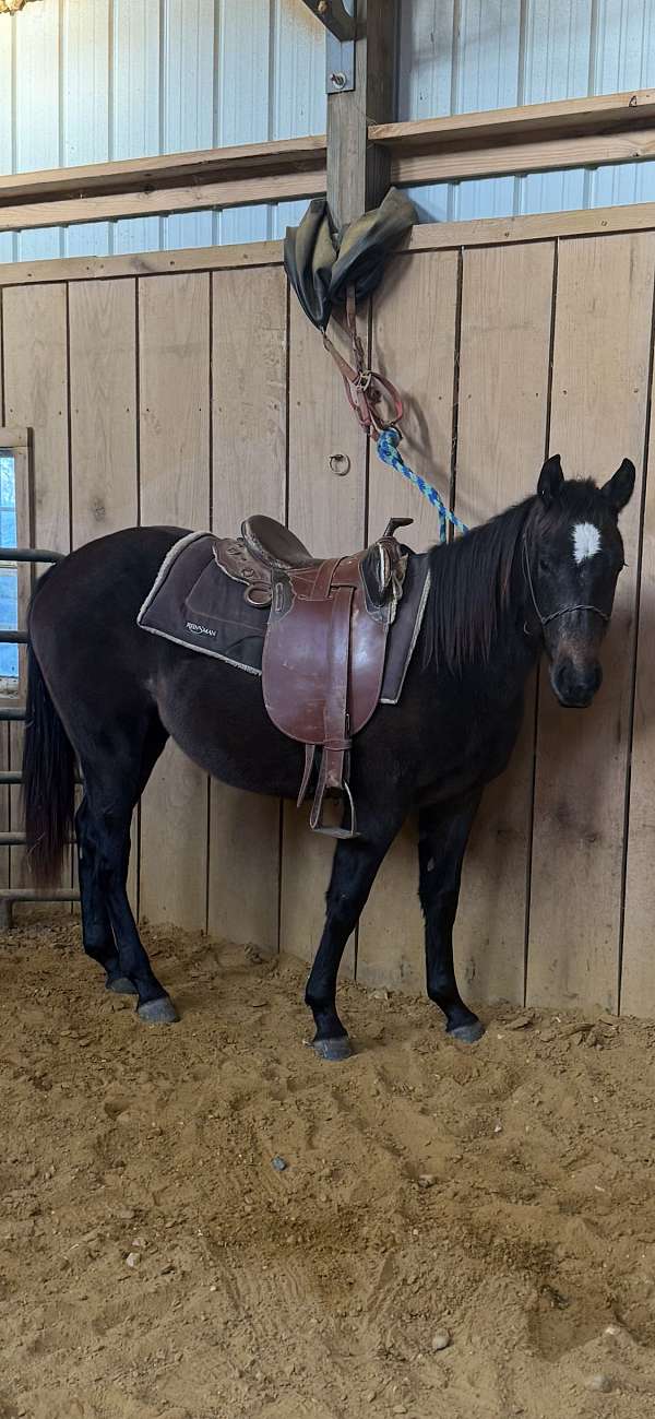 star-horse