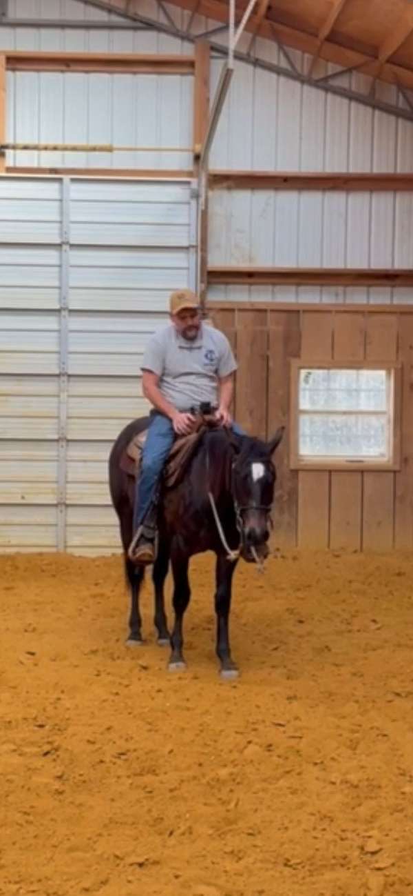 all-around-quarter-horse