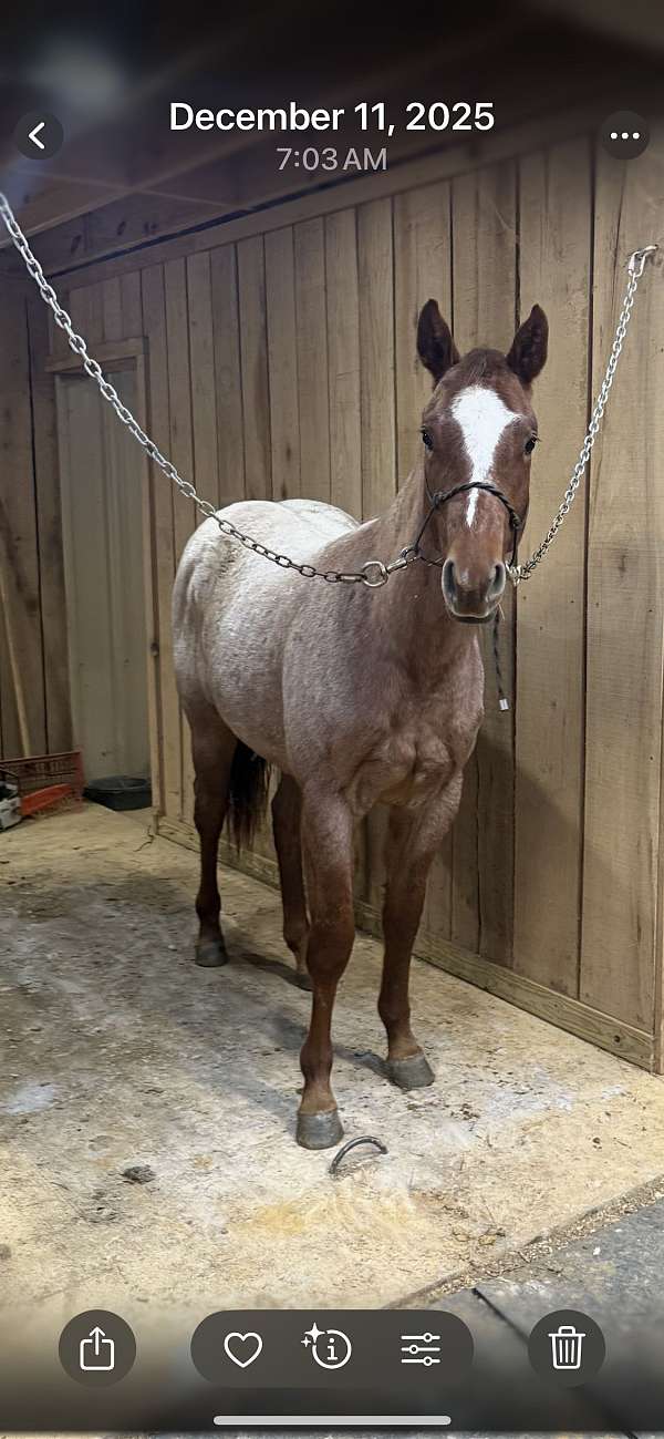 star-strip-horse