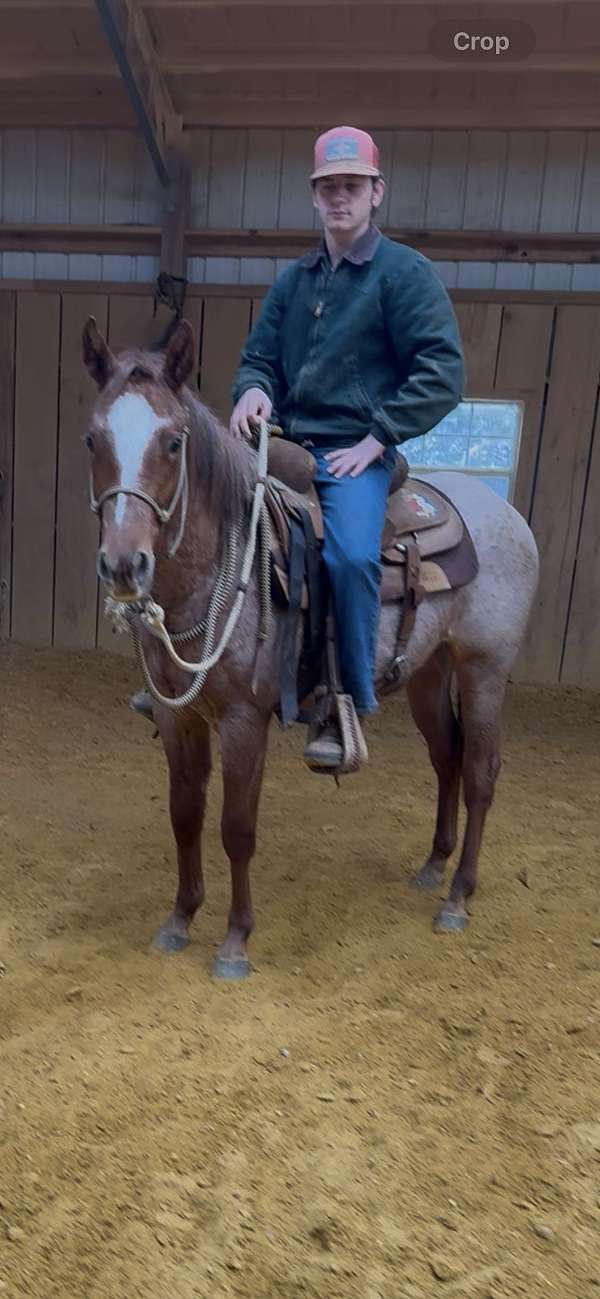 red-roan-star-strip-horse