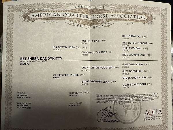 all-around-quarter-horse