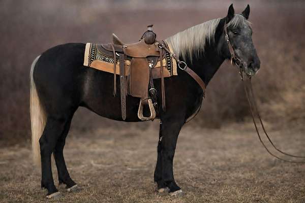 draft-horse