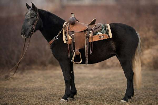 driving-draft-horse