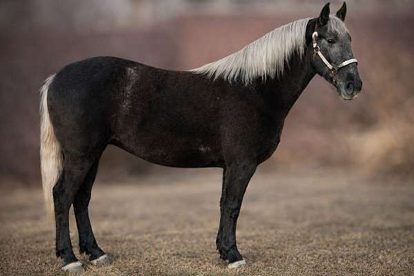 ridden-western-draft-horse