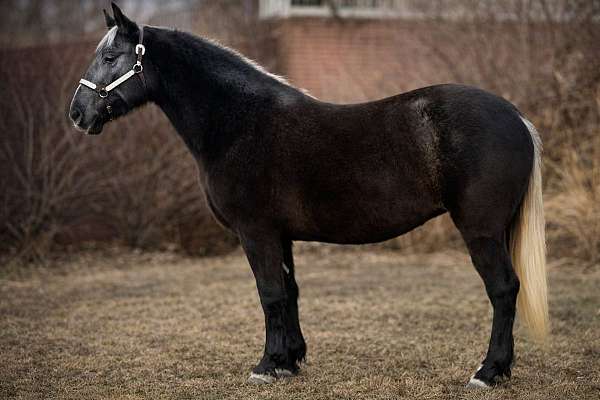 trail-draft-horse