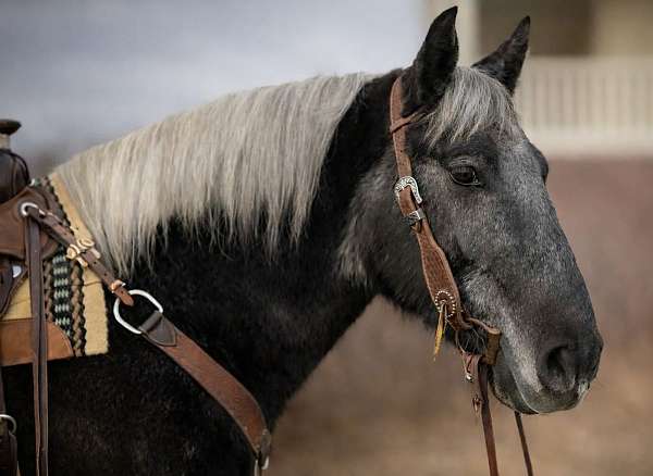 trail-riding-draft-horse