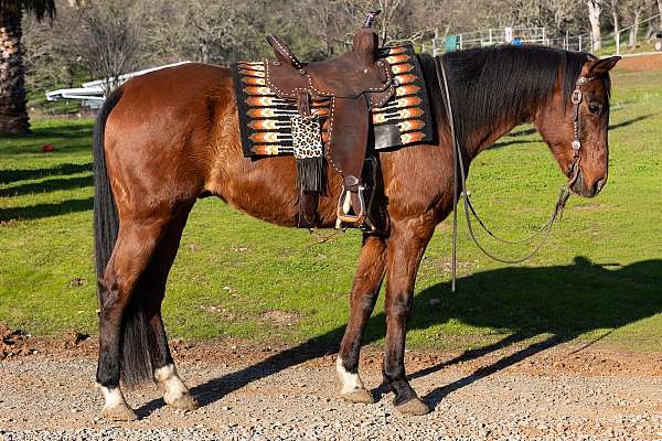 husband-safe-quarter-horse