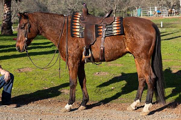 mounted-patrol-quarter-horse