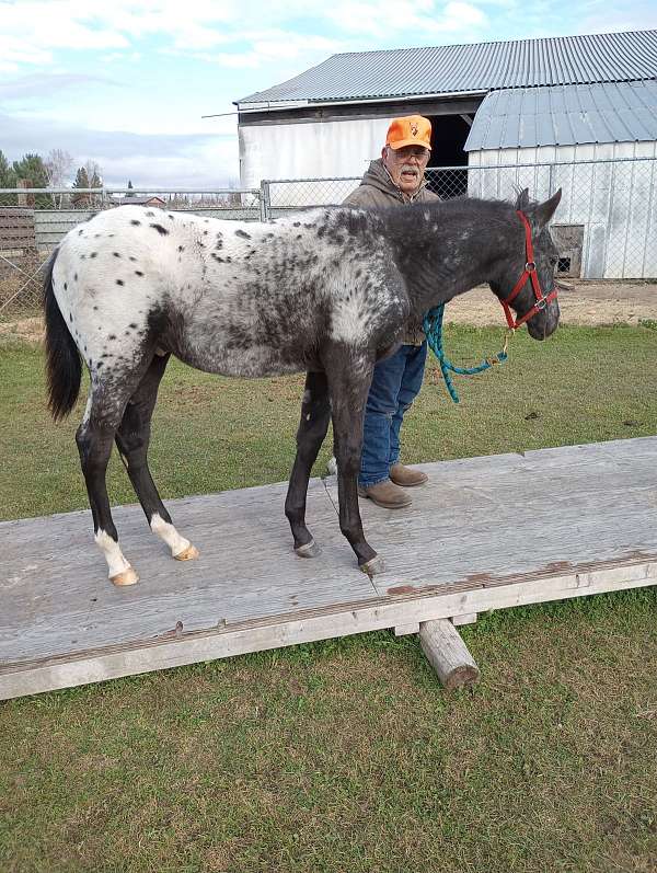 videos-appaloosa-horse
