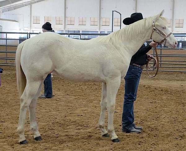 perlino-show-winner-horse