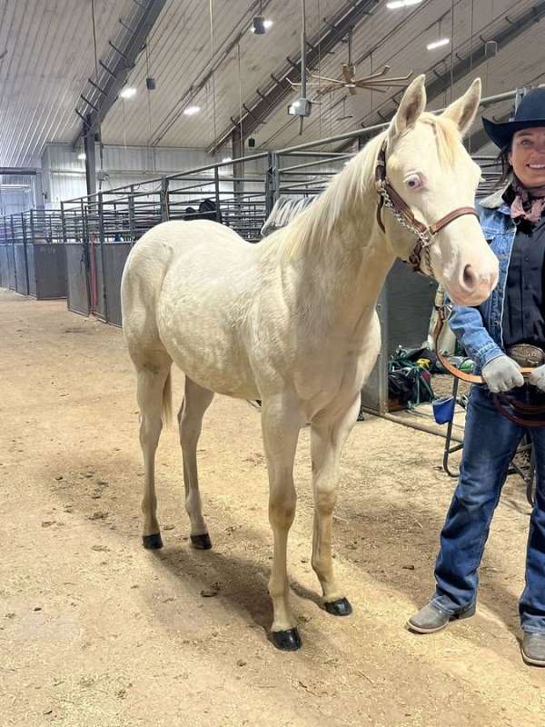 perlino-triple-registered-horse