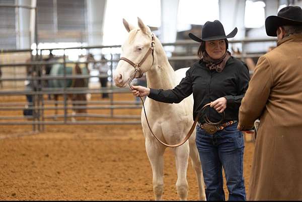 all-around-quarter-horse