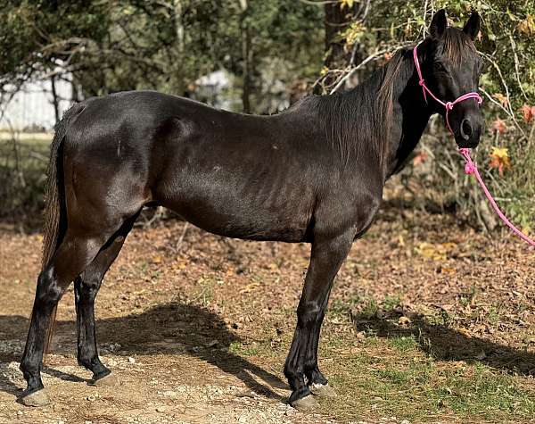 none-horse