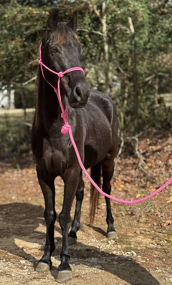 black-none-horse