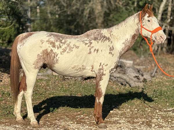 utd-on-most-vaccines-paint-pony
