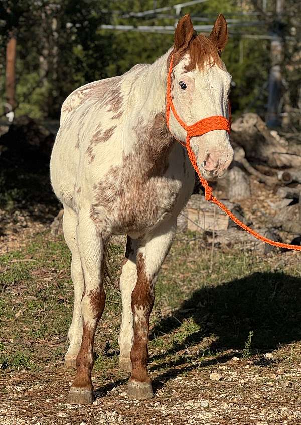ranch-pony-trained-paint