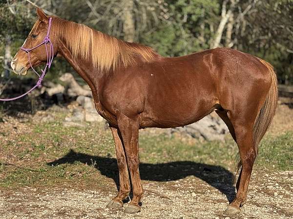 has-coggin-thoroughbred-pony