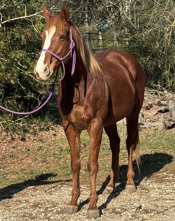 utd-on-most-vaccines-thoroughbred-pony
