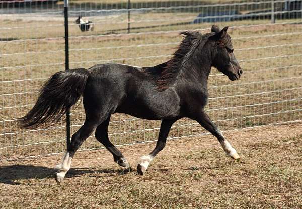 arena-miniature-horse