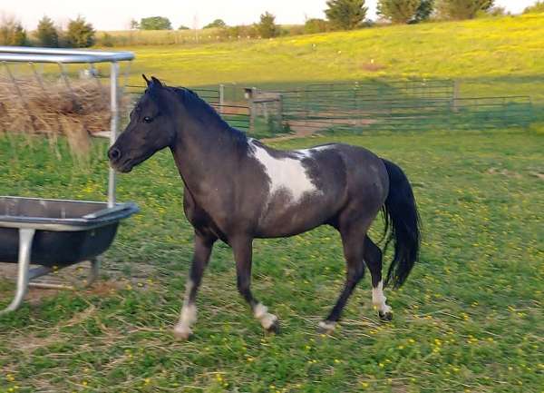 billings-miniature-horse