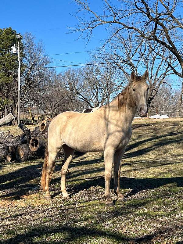 champagne-tennessee-walking-gelding