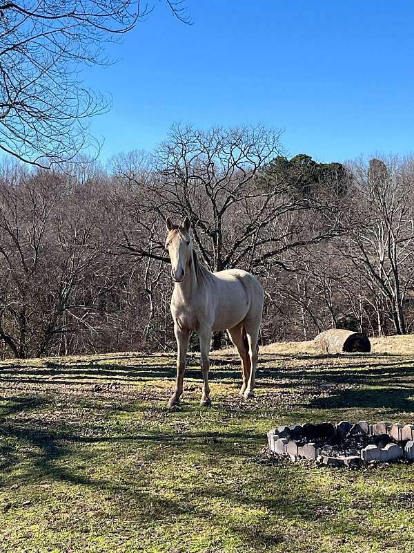 champagne-twhbea-horse