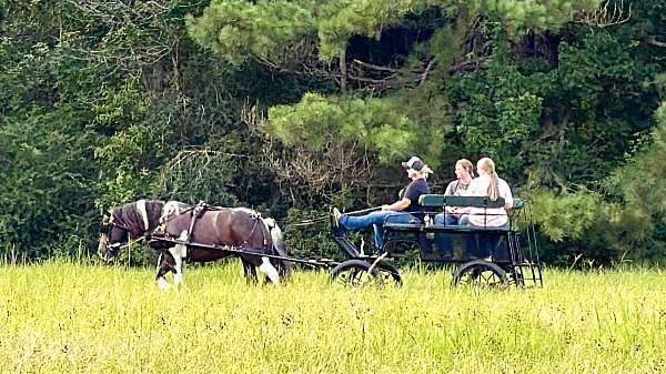 attention-spotted-saddle-horse
