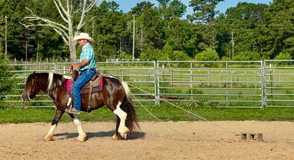 banjo-spotted-saddle-horse