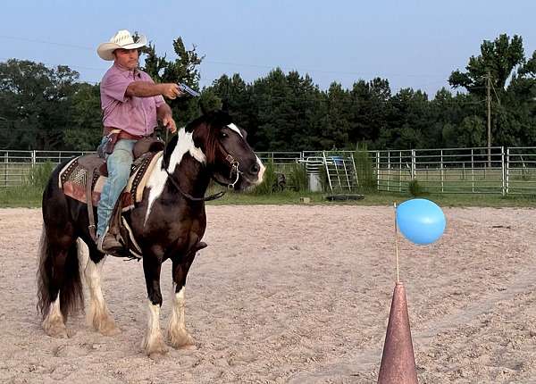 favorite-spotted-saddle-horse