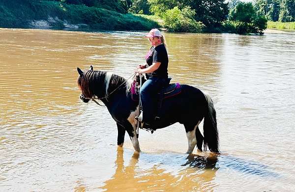 loving-spotted-saddle-horse