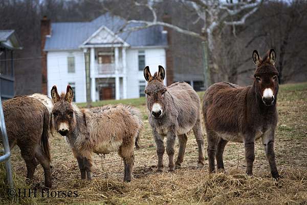 dun-miniature-spotted-horses-for-sale