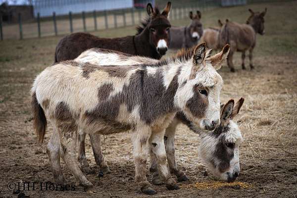 dun-miniature-spotted-horse