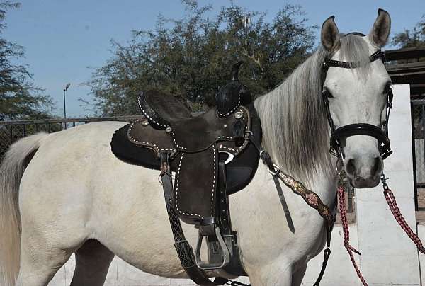 all-around-arabian-horse