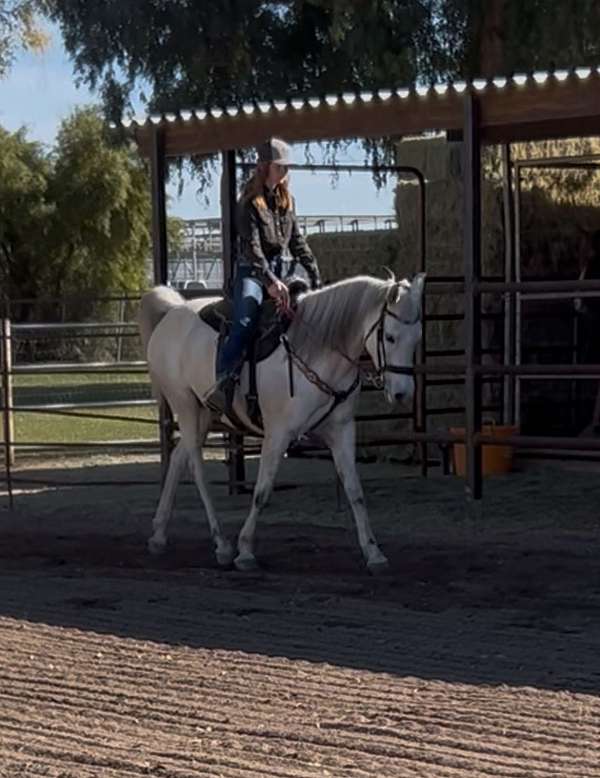 dappled-arabian-horse