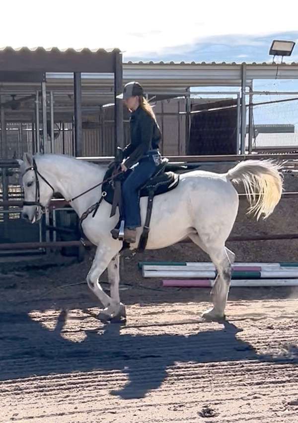 endurance-arabian-horse