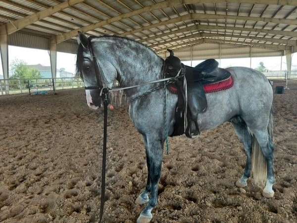 none-horse