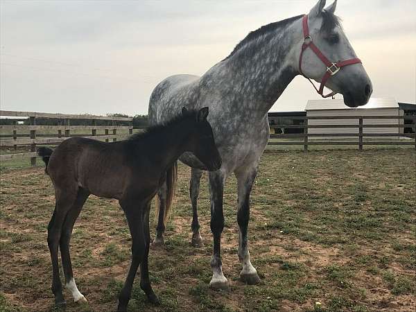 elena-andalusian-horse