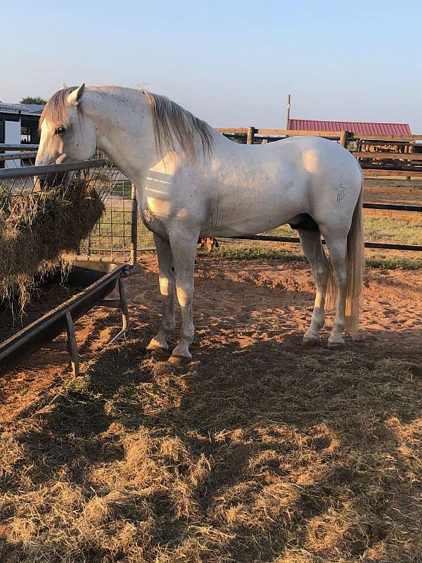 forever-home-andalusian-horse
