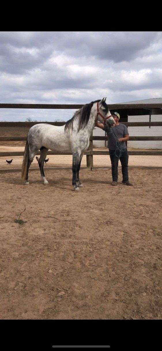 cartujano-stallion