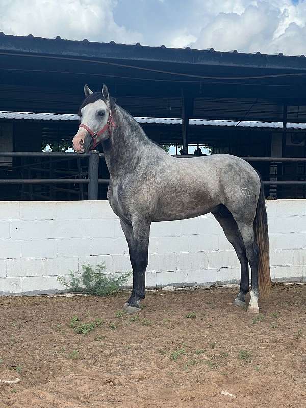 job-andalusian-horse