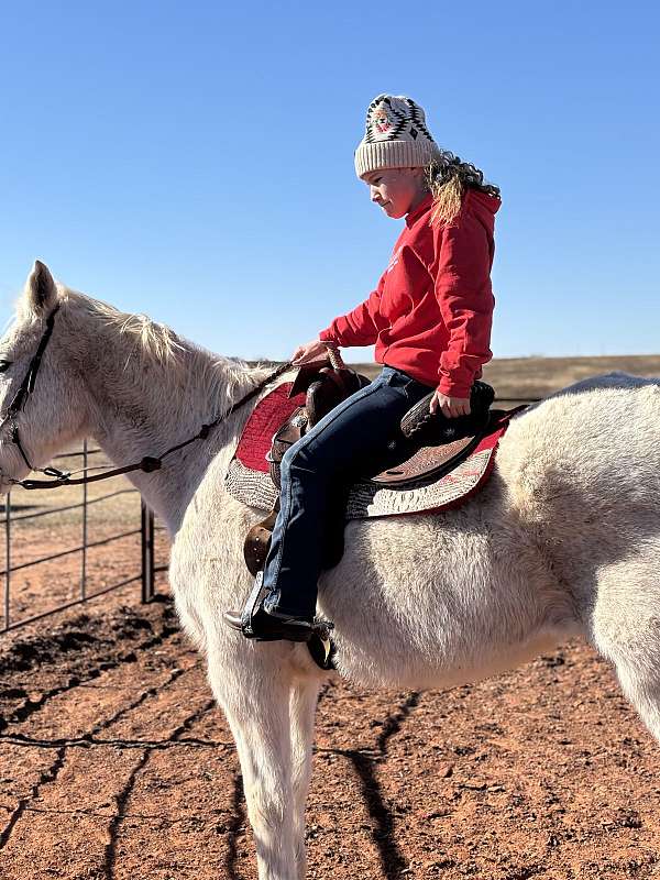 grey-barrel-horse