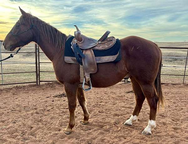 quarter-horse-gelding