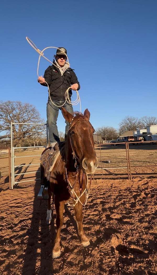 quarter-horse